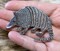 Nine Banded Armadillo - Facing Left, Embroidered, Iron on Patch